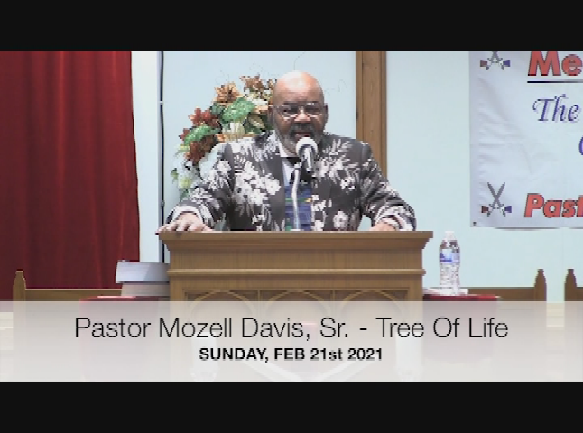 Tree Of Life  Feb 21st 2021