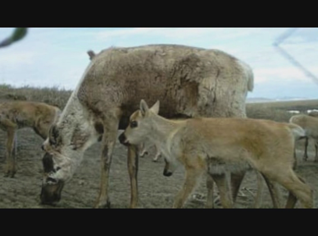 Brethren Voices - Home of the Native