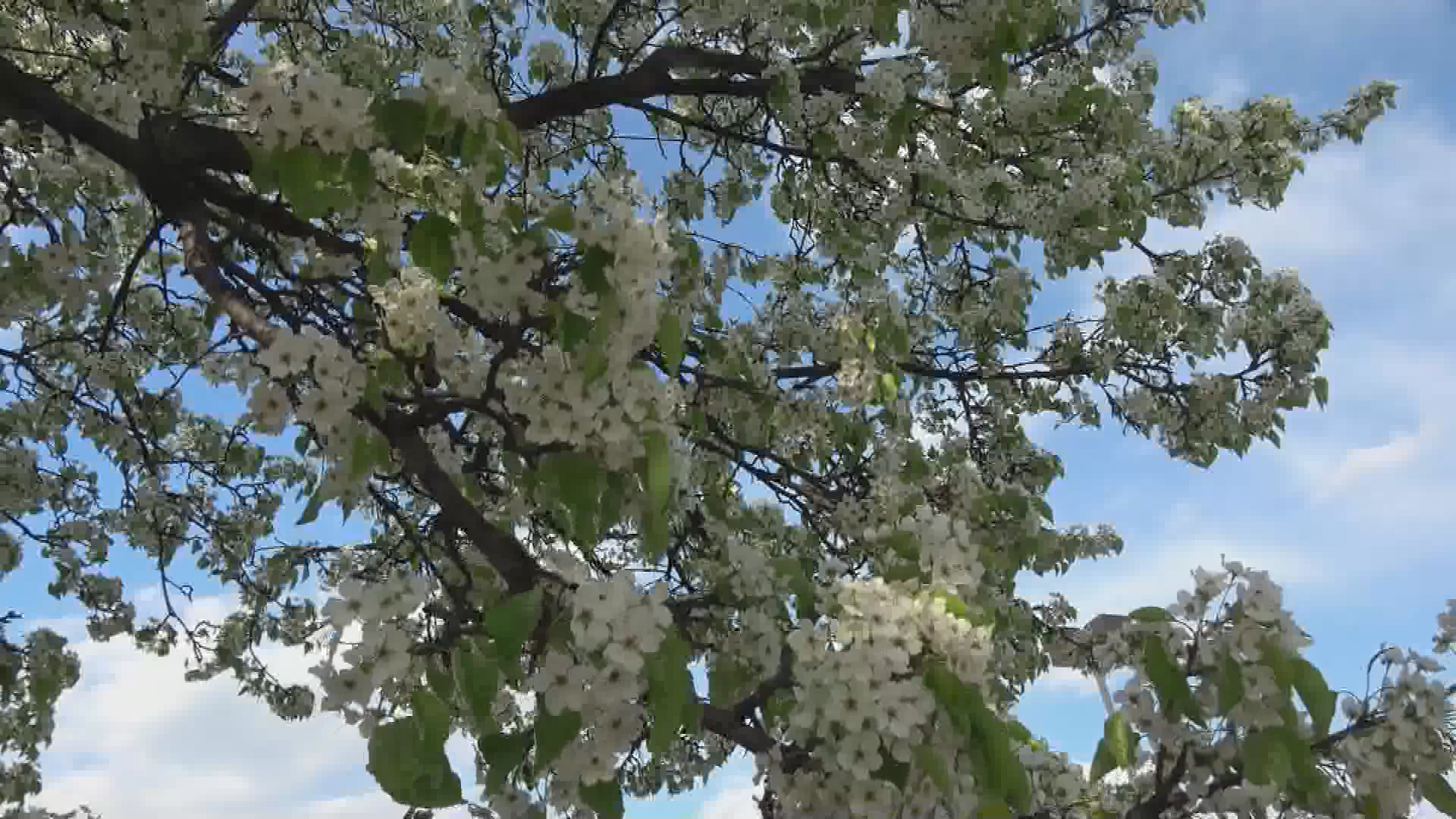 Cherry Blossom Festival 2021 part 4