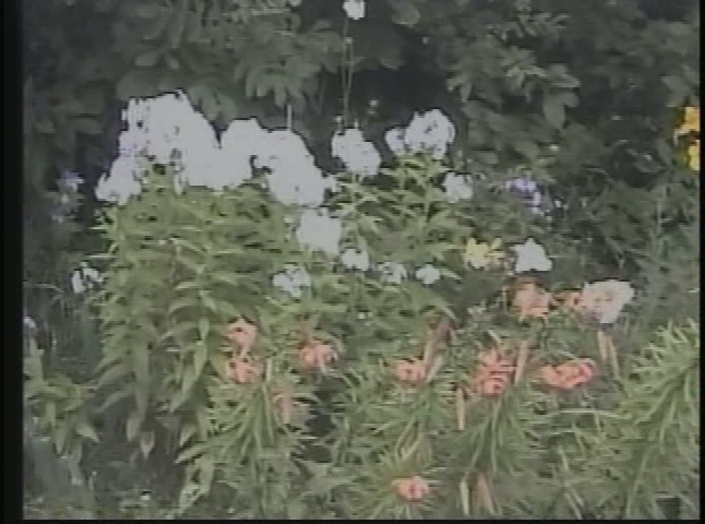 Backyard Gardens - Summer 2004