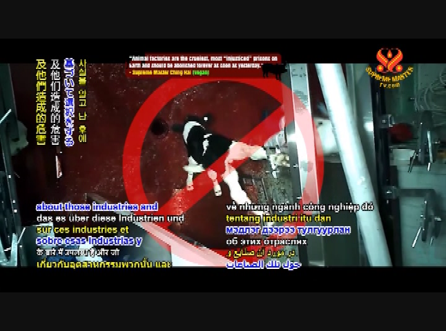 Supreme Master TV 10-02
