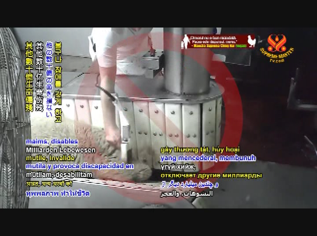 Supreme Master TV 10-04