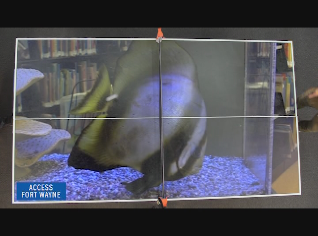 AFW Ping Pong: 7 min Key / Fish