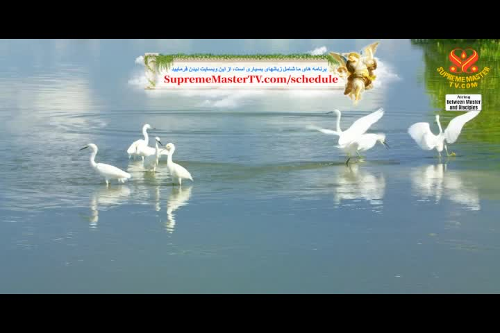 Supreme Master TV 06-04-480p-60m