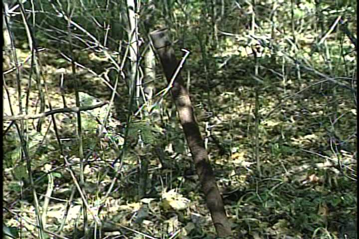 Theater for Ideas Remembers: Little Turtle Cabin at Blue Lake