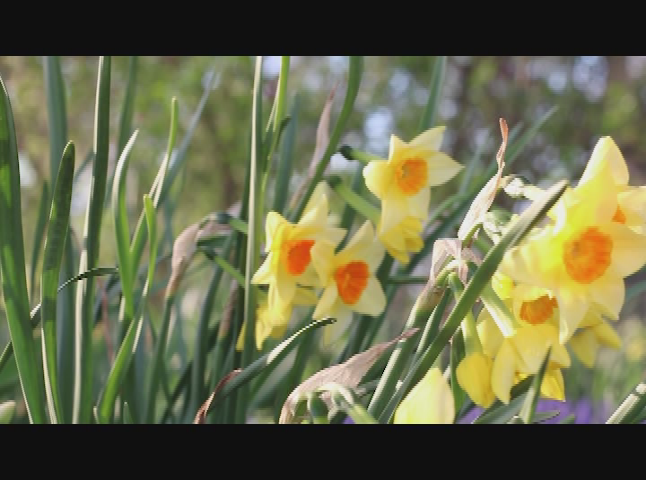 A Walk In Foster Park