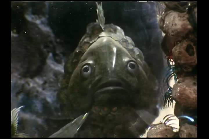 Stingray: Plant of Doom ep2