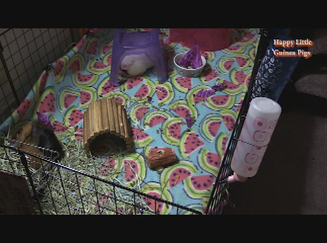 Happy Little Guinea Pigs