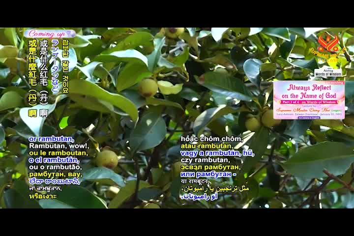 Supreme Master TV - 07-02