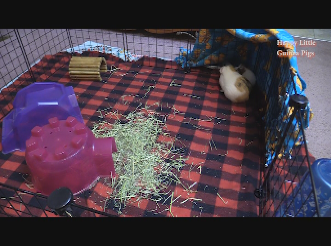 Happy Little Guinea Pigs Part 2
