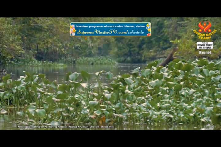 Supreme Master TV - 03-06