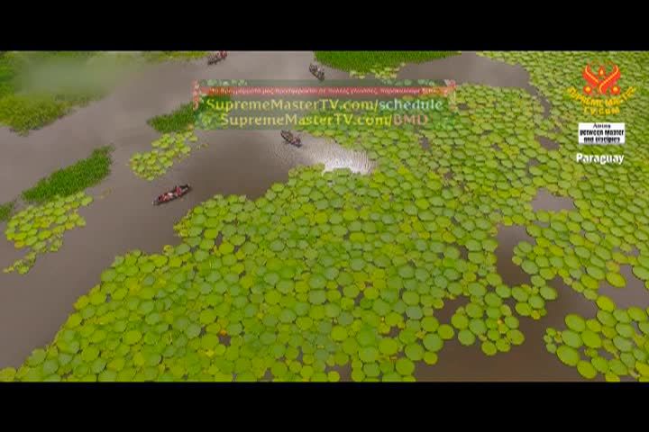 Supreme Master TV - 08-04-480p-60m