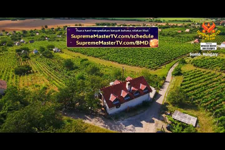 Supreme Master TV - 08-01-480p-60mA