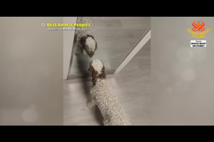 Supreme Master TV - 09-07-480p-60m