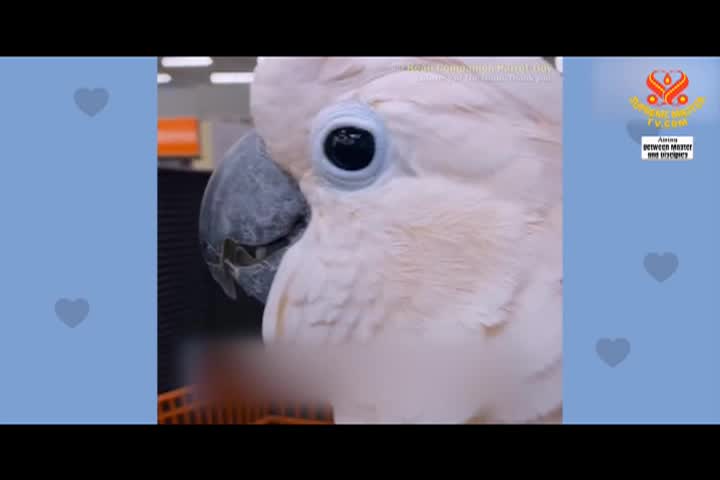 Supreme Master TV - 11-03-480p-60mA