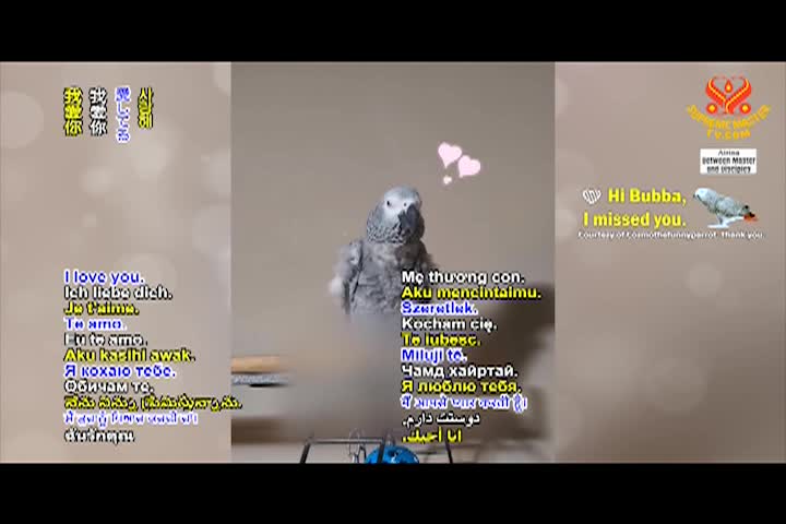 Supreme Master TV - 4-05-480p-60m