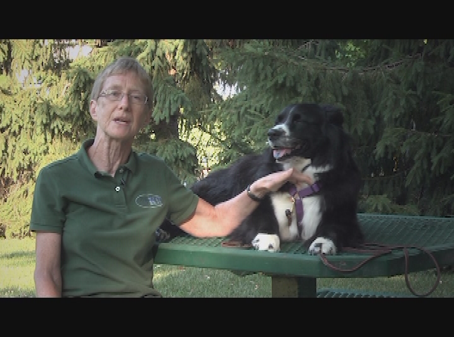 CANINE NOSE WORK with Judy Archer-Dick