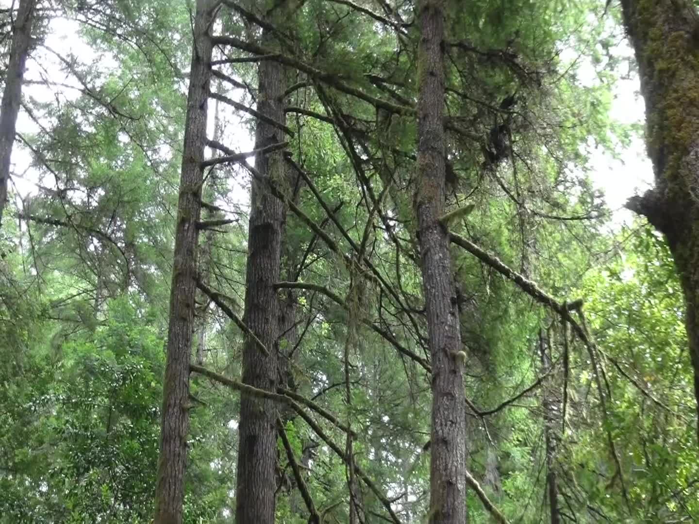 Brethren Voices - August 2025