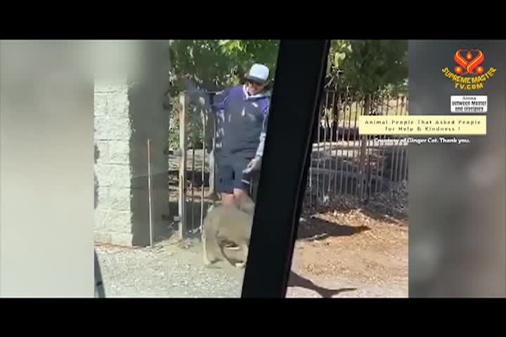 Supreme Master TV - 08-02-480p-60mab