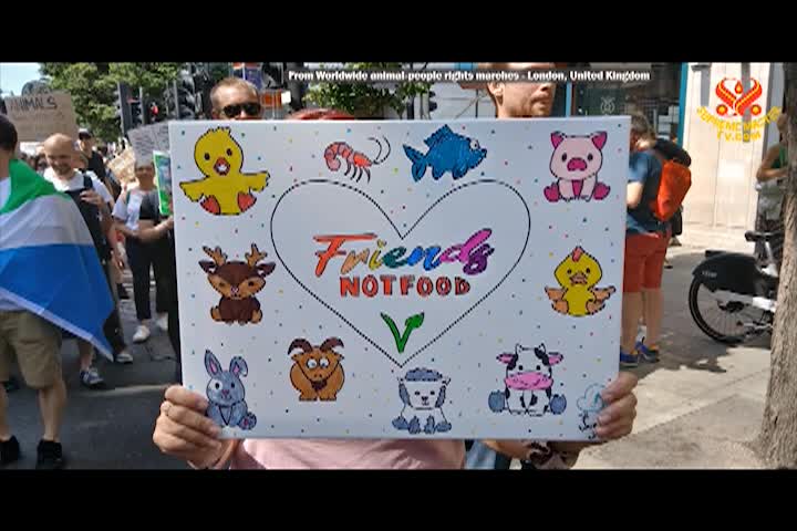 Supreme Master TV - 11-04-480p-60mab