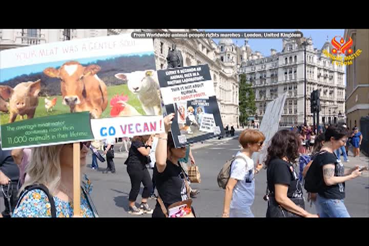 Supreme Master TV - 11-07-480p-60mb