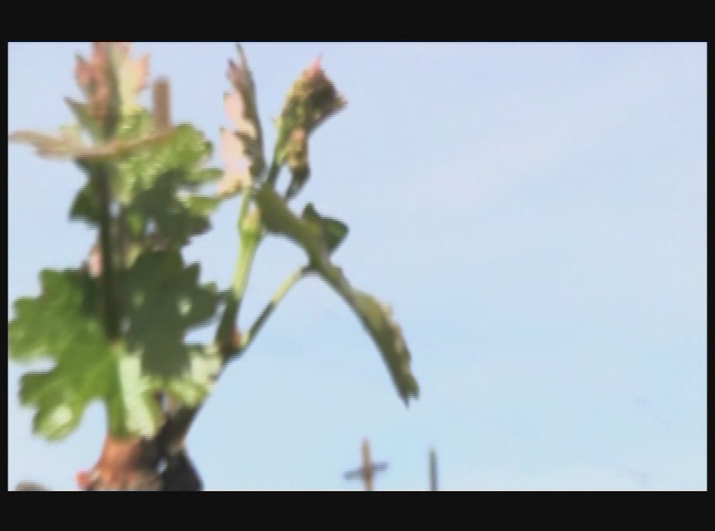 Cooking And Kids: Green Power